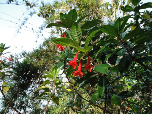 Fuchsia ampliata