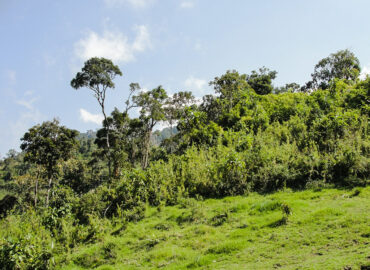 Vegetación subtropical, Volcán Tungurahua