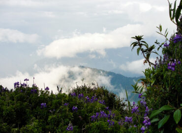 Parque Nacional Sangay, sector Tungurahua