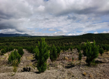 Bosque de pinos en las faldas del Volcán Cotopaxi