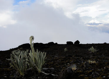 Volcán Cotopaxi visto desde Los Illinizas