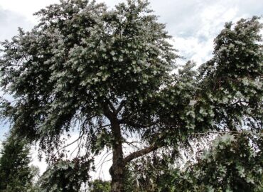 Árboles reforestados en el Casitagua