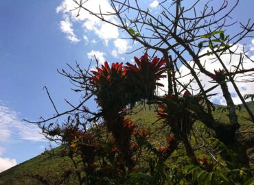 Bromelias en la Reserva Geobotánica Pululahua