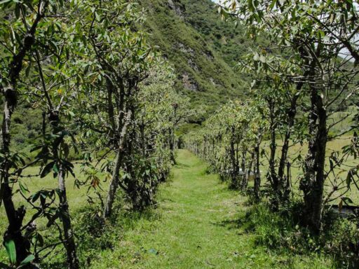 Pululahua, sendero al pico El Chivo