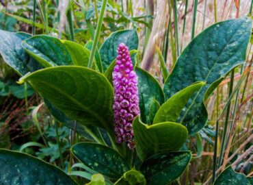 Phytolacca sp.