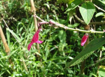 Salvia quitensis