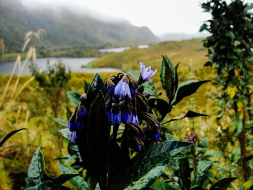 Agua y Vida Hiking Trail, flora