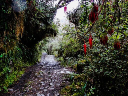 Agua y Vida Hiking Trail, polylepis forest